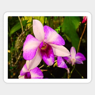 Orchid Study 5 Sticker